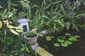 10 shade loving pond plants for a small