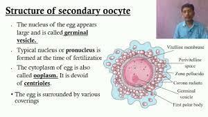 Structure of secondary oocyte - YouTube