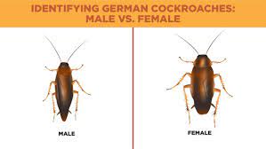 german roaches lloyd pest control