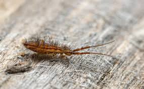 get rid of springtails in the bathroom