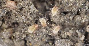 house dust mites