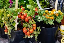 How To Grow Tomatoes In Containers