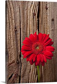 Red Gerbera Daisy Against Wooden Wall