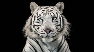 hd wallpaper white tiger super