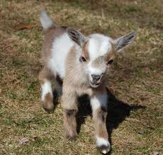 Did you scroll all this way to get facts about pet goats? Nigerian Dwarf Goats Yahoo Search Results Pet Goat Nigerian Dwarf Goats Cute Goats