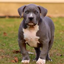 Blue nose pitbulls are snuggly and sweet dogs that have a muscular and tough appearance. Pitbull Puppies For Sale Xxl Pitbull Breeders