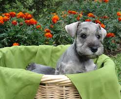 caring for a miniature schnauzer