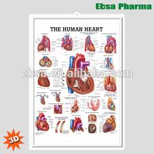 3d Medical Human Anatomy Heart Wall Charts Poster The Human Heart Buy 3d Chart Human Anatomy Wall Poster The Human Heart Product On Alibaba Com