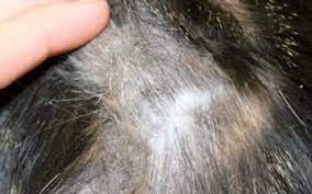 loss of fur your cat s skin douxo s3