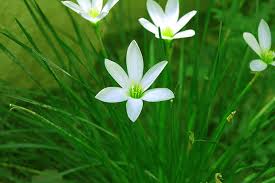 They are bright, desired, pleasantly smell. Grass With Flowers White Flower Nature Wallpaper Free Stock Image