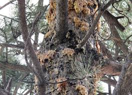Honeylocust Pests Pine Pitch Mass Borer Ipm Pest Advisories