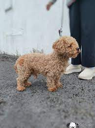 red toy poodle available for stud