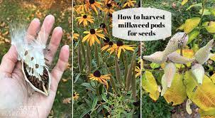 milkweed pods how to collect and
