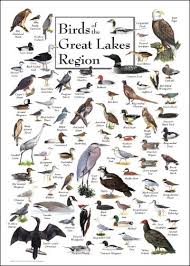 Great Lakes Birds Chart Bird Identification Birds