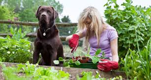 plant an edible victory garden for