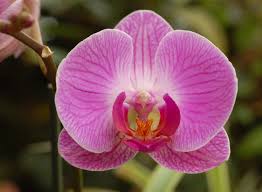 orchid the national flower of venezuela
