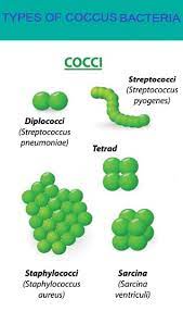 streptococcus and staphylococcus