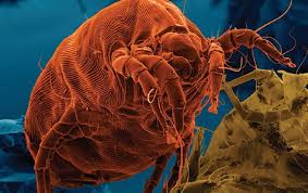 go west allergy sufferers dust mites