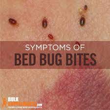 bed bug bites characteristics causes