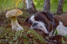 our guide to mushroom poisoning in dogs