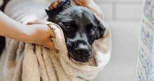 donate old bedding to animal shelters