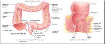 a anatomy of the large intestine 6