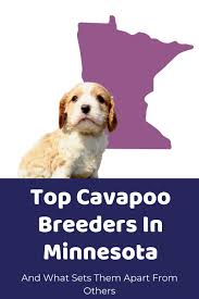 ethical cavapoo breeders in ohio