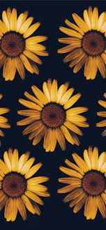 best sunflower iphone hd wallpapers