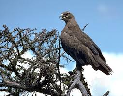 Eagles are birds of prey in the family accipitridae; Eagle Characteristics Habitat Facts Britannica