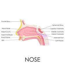 100 000 nose anatomy vector images