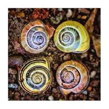 Colorful Snail Shells Still Life Photograph by Peggy Collins