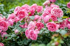 bare root roses growing tips and