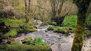 Image result for woodland water