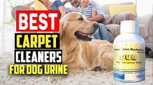 top 5 best carpet cleaners for dog