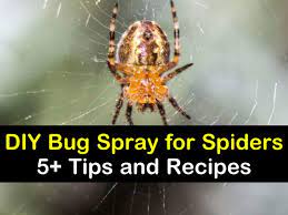 5 homemade bug sprays for spiders