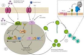 They also contribute to the biosynthesis of membrane lipids known as plasmalogens. Proliferation And Fission Of Peroxisomes An Update Sciencedirect