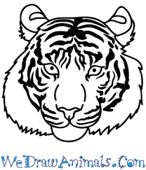 The shapes should be narrow and end. How To Draw A Bengal Tiger Face