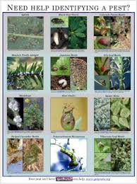 pest id poster horticulture aph