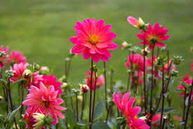 free spring flowers desktop wallpaper