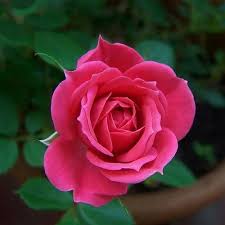 natural pink on rose flower for