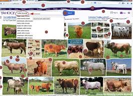 How To Identify Cattle Breeds 4 Steps With Pictures Wikihow