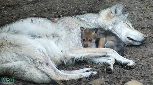 endangered wolf pup cuddles with big