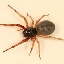 Spiders In Michigan Species Pictures