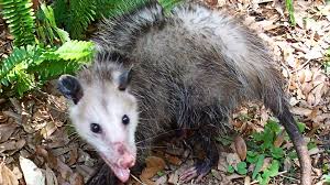 keep opossums away from your property