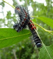 File Spiky Caterpillars 7629729128 Jpg Wikimedia Commons