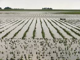 1 000 Acres Of Crops Destroyed