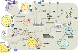 cancer cell fatty acid metabolism