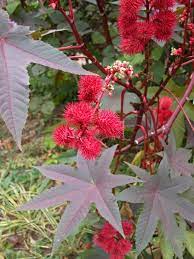 Keeping Pets Safe Poisonous Plants