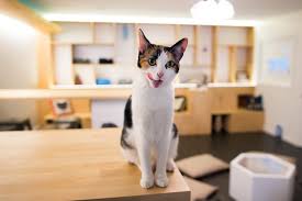 Being the only one introduced to the catpawcino works with feline friends cat rescue charity to help find new homes for their cats by fostering them at our cafe. Cat Cafe Offering Feline And Caffeine Fix Comes To New York City Wsj