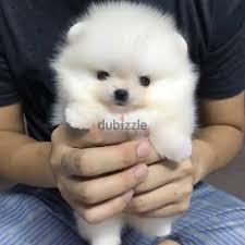 pomeranian puppies for rehoming dogs